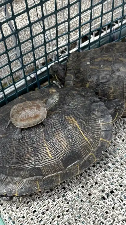 カメを飼っている人、好きな人集まれ‼️