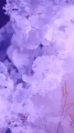 ２３：５９ 限定 ハントって ~𓏸𓈒🎀🤍𝒦𝒪𝒯𝒪🤍🎀𓈒𓏸~　:　全緩也 ‼️ ✋🏻