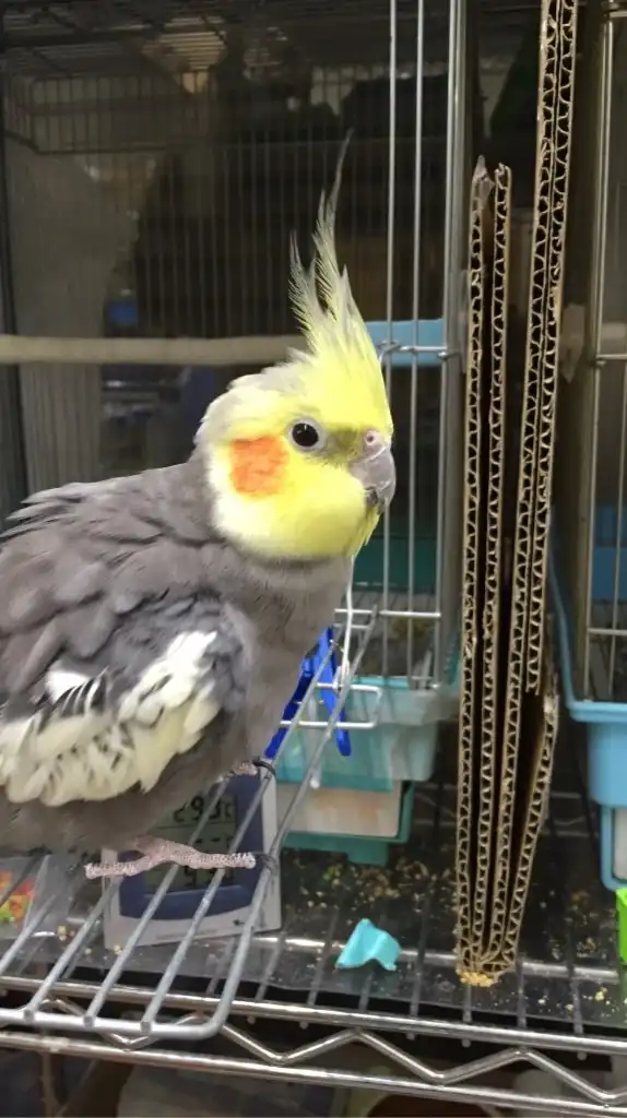 小鳥の診療室