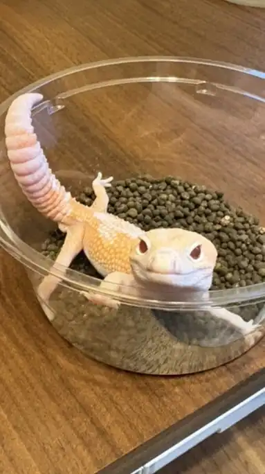 まめりんの小部屋