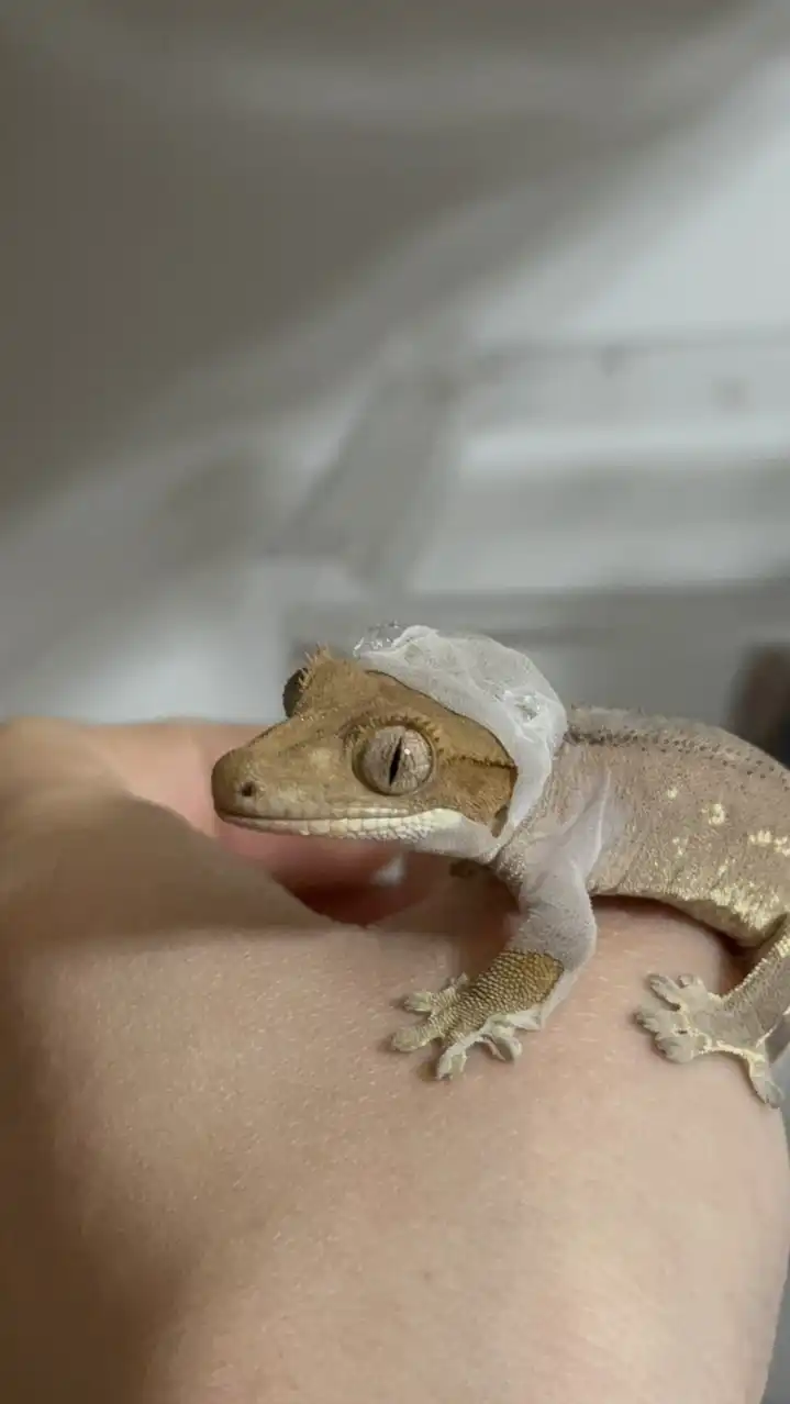 爬虫類愛好家グル