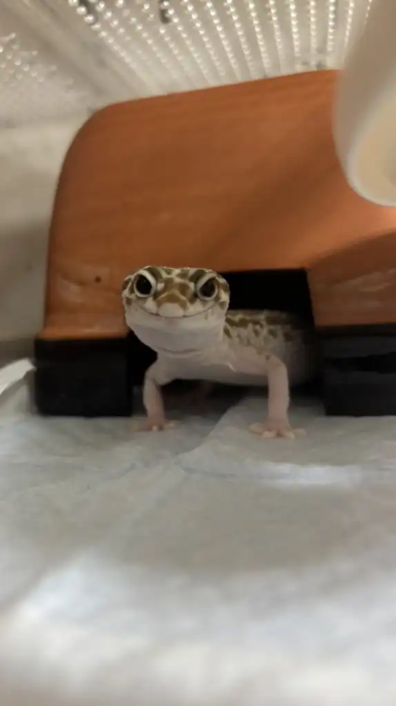 爬虫類愛好家グル