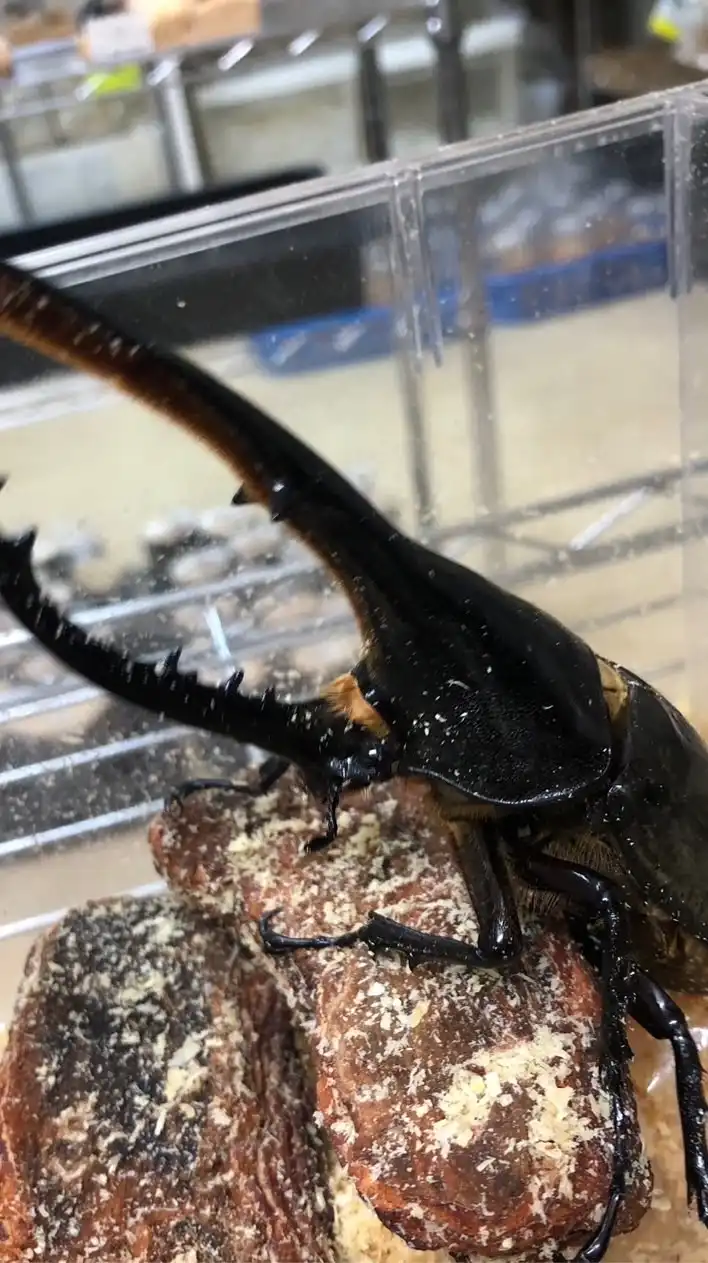 クワカブ雑談室