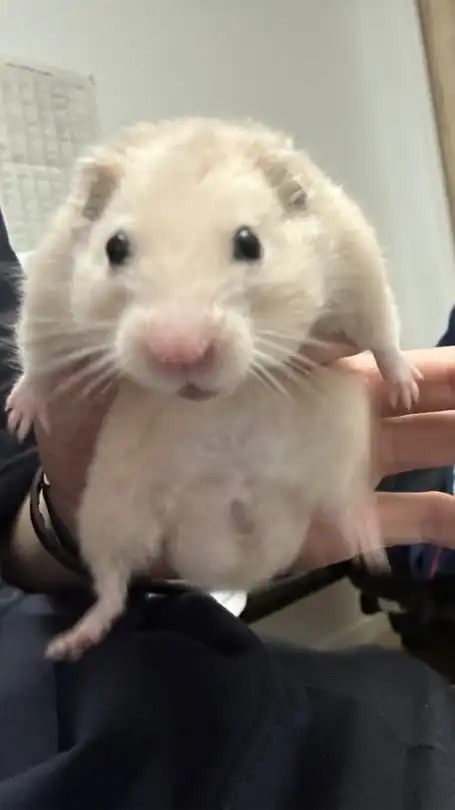 ラフレシアの植民地