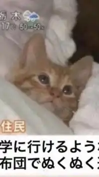 雑談・歌
