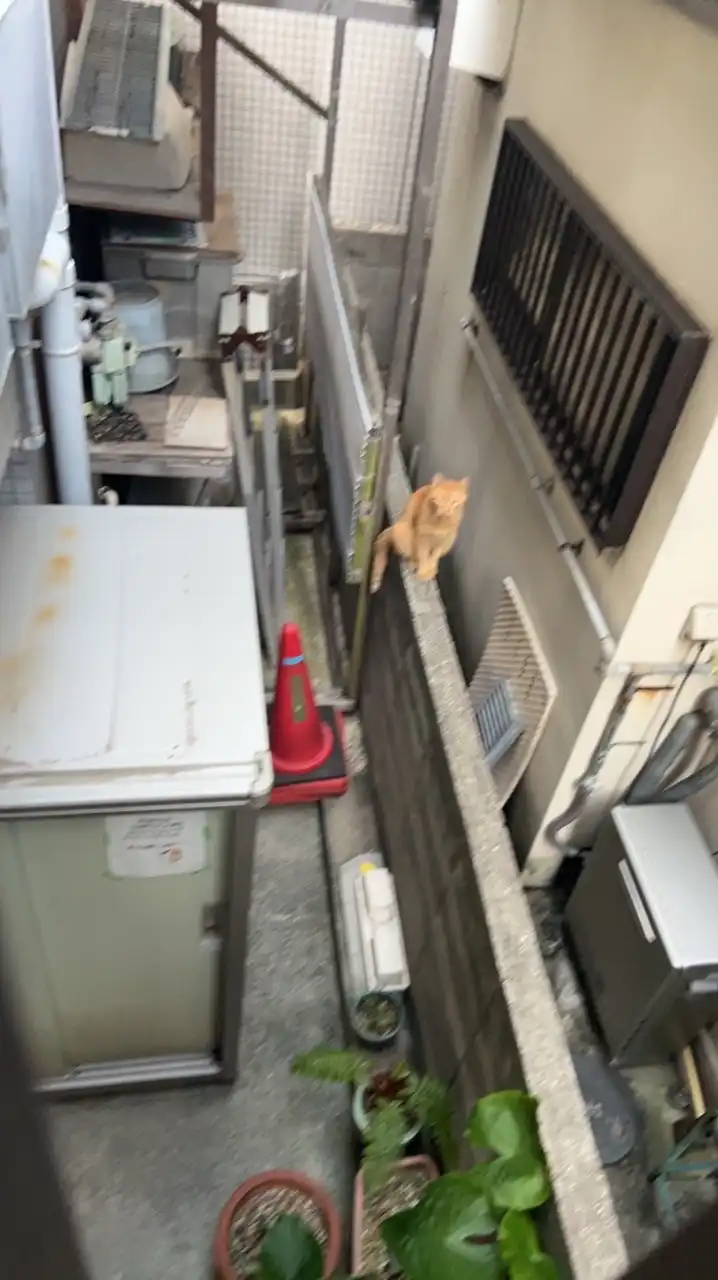コソコソ神社Le