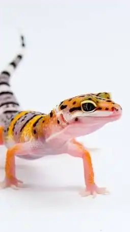 爬虫類の里親