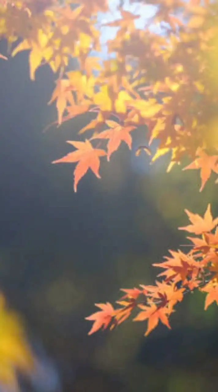 ✨40代からのまったり雑談ルーム✨