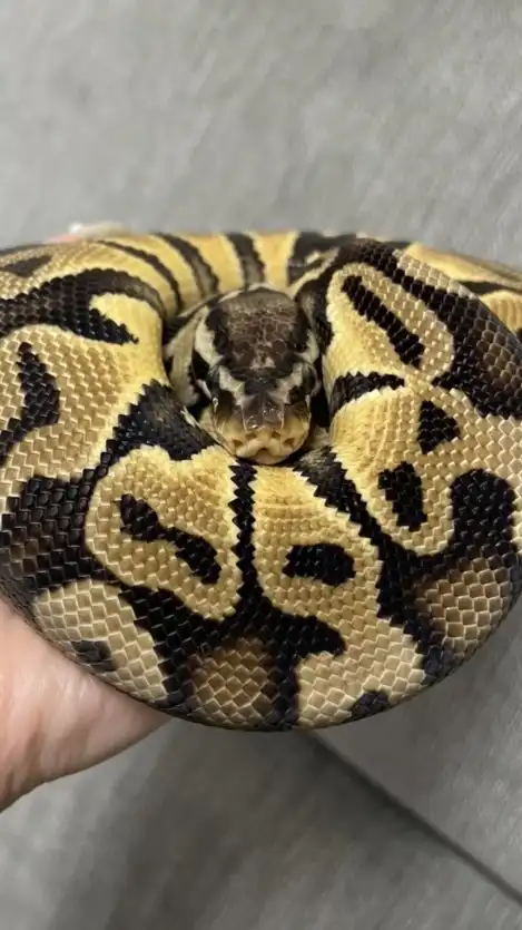 🦎はちゅ森🐍〜爬虫類・両生類〜🐸