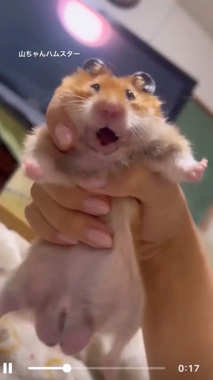 浜田最強（喧嘩かかってこい）