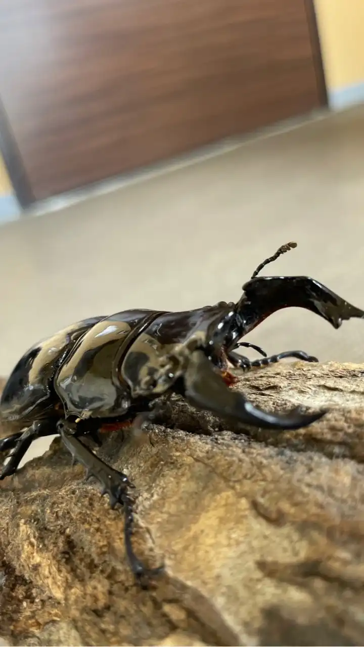 昆虫採集夜更かし隊