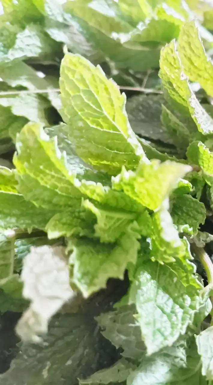 ひろしま農業カルチャーだよねー🌿