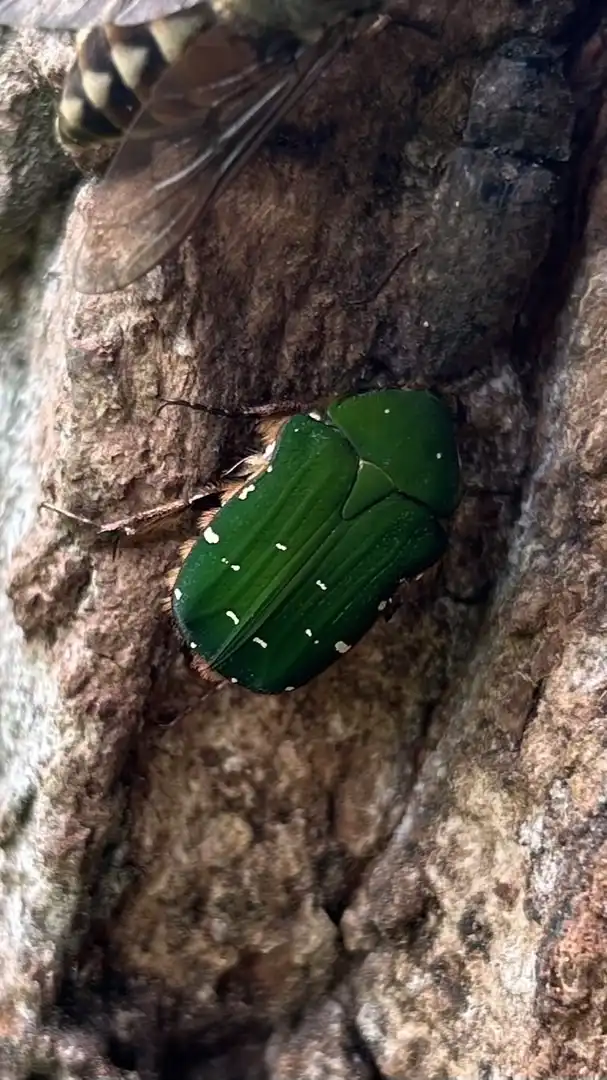 昆虫ぐる