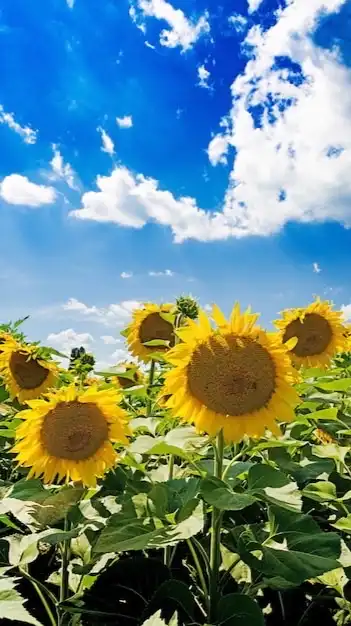 🌻全国40代🌻同世代R∞M🌻ライブトーク🌻