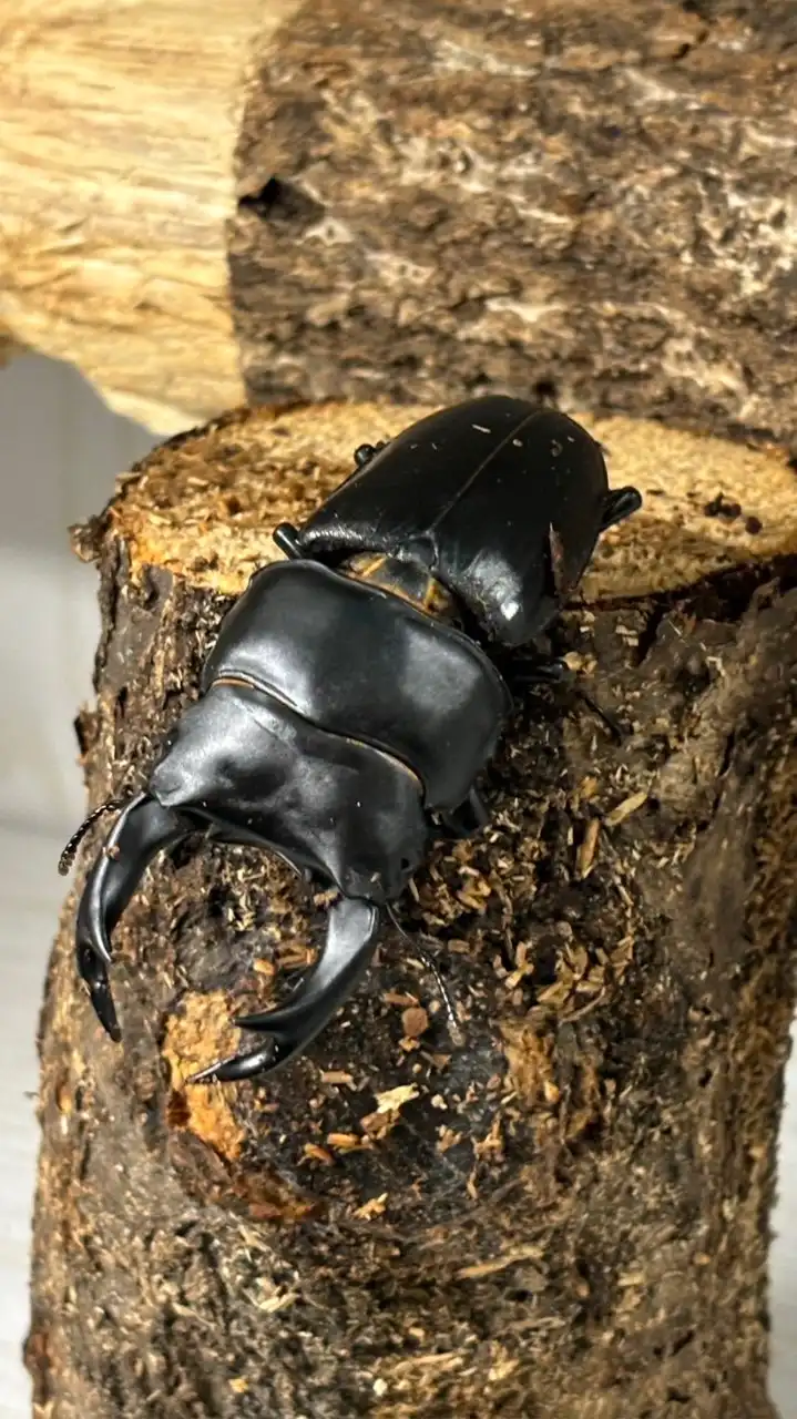クワガタ好き