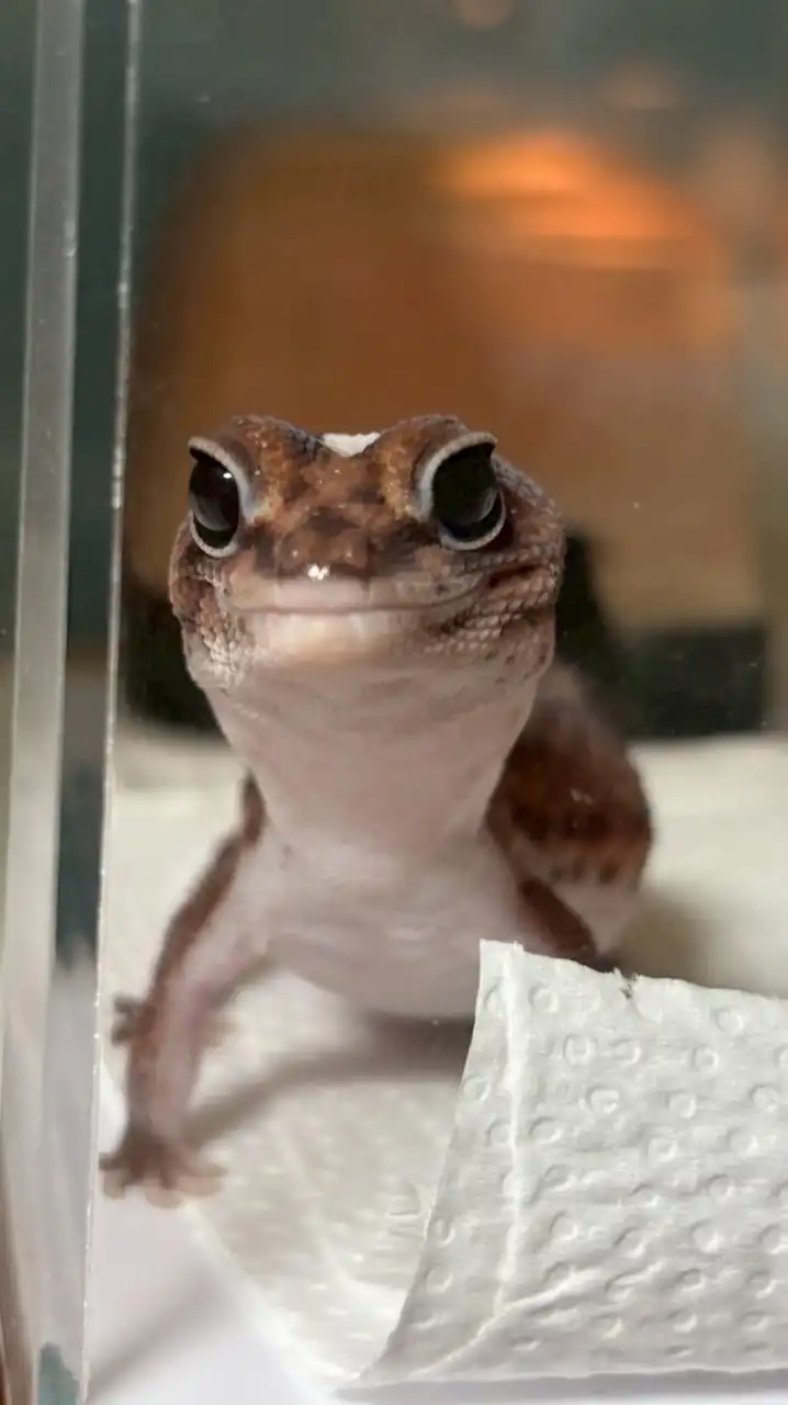 ニシアフ座談会🦎