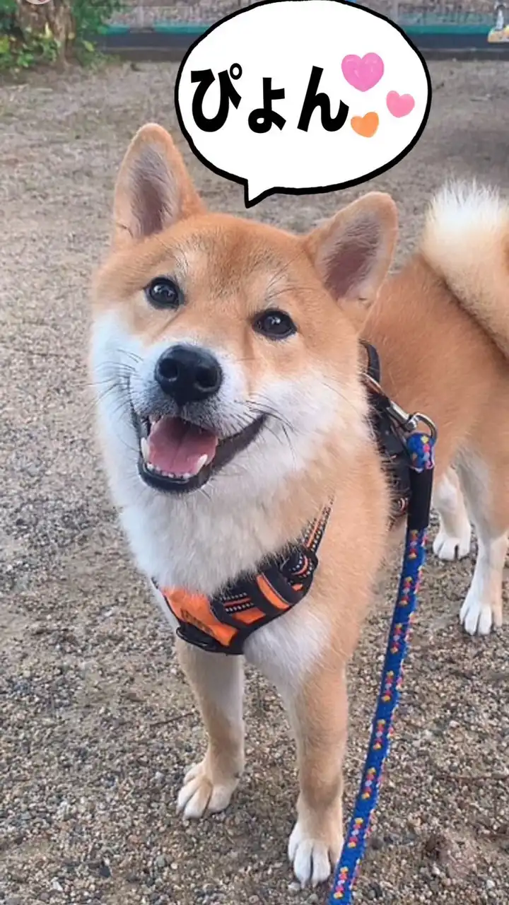 ふくと散歩
