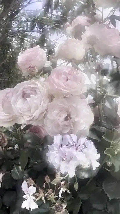 ロメオ　♥　全緩夢　ハント
