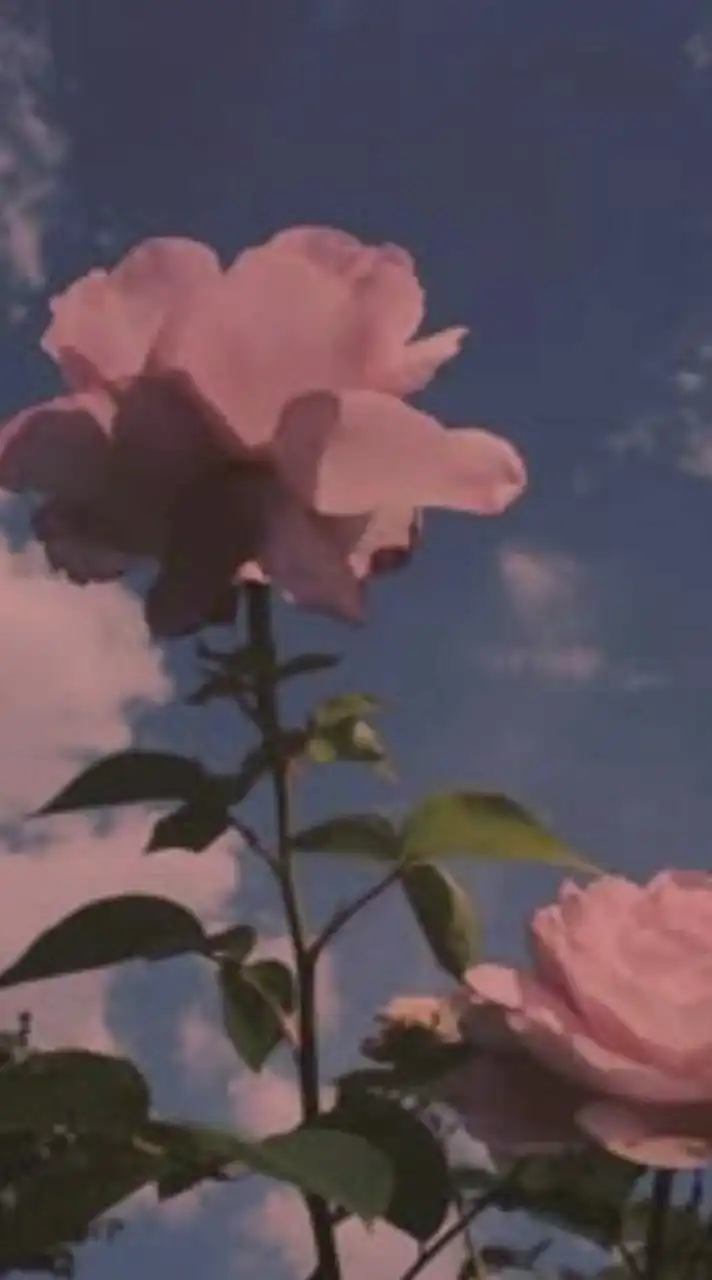 　　H　Q　: ＿  　固　定　パ　ロ　︎︎❤︎︎　