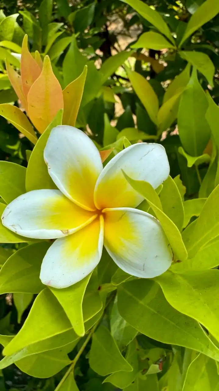 ちょこっと英語・英単語🍫📕