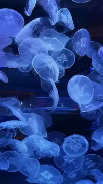 𝓔𝓽𝓮𝓻𝓷𝓪𝓵 𝓑𝓸𝓷𝓭