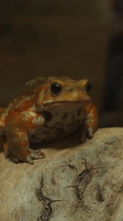 両生類・爬虫類トーク