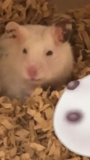 ハムスター好き集まれ〜🐹