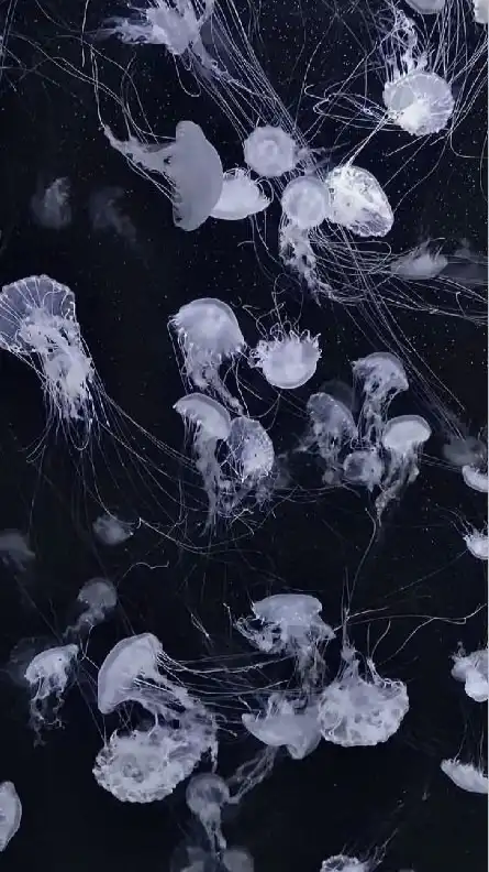 𝜗𝜚 愛で頂戴 ⊹ HQ