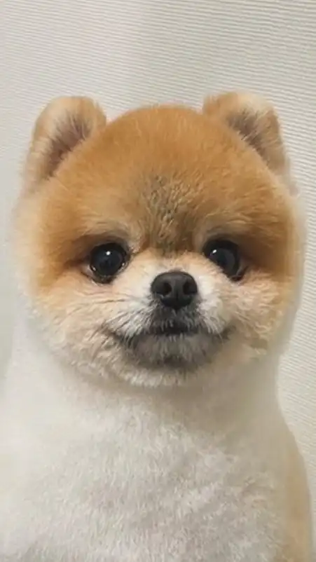 ポメラニアンのはるくん🧸🍌🪱
