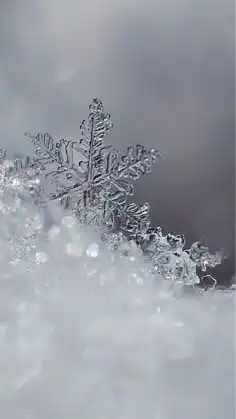 折恋♥ ❄︎.* あつまれ白雪学園.ᐟ.ᐟ𓂃𓈒 ❅ *🔔𓈒𓂂𓇬