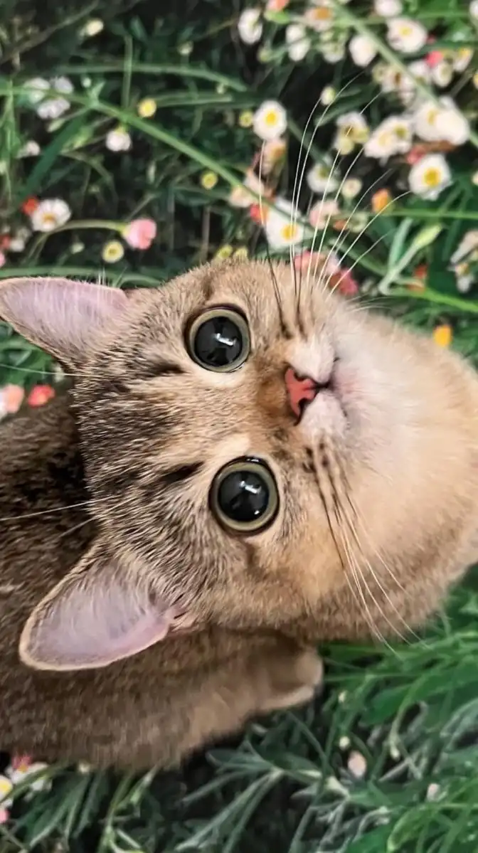 おいでよ♡さちゃと愉快な仲間たち🐰🌼ྀི楽しく色んなお話しよう🙆‍♀️