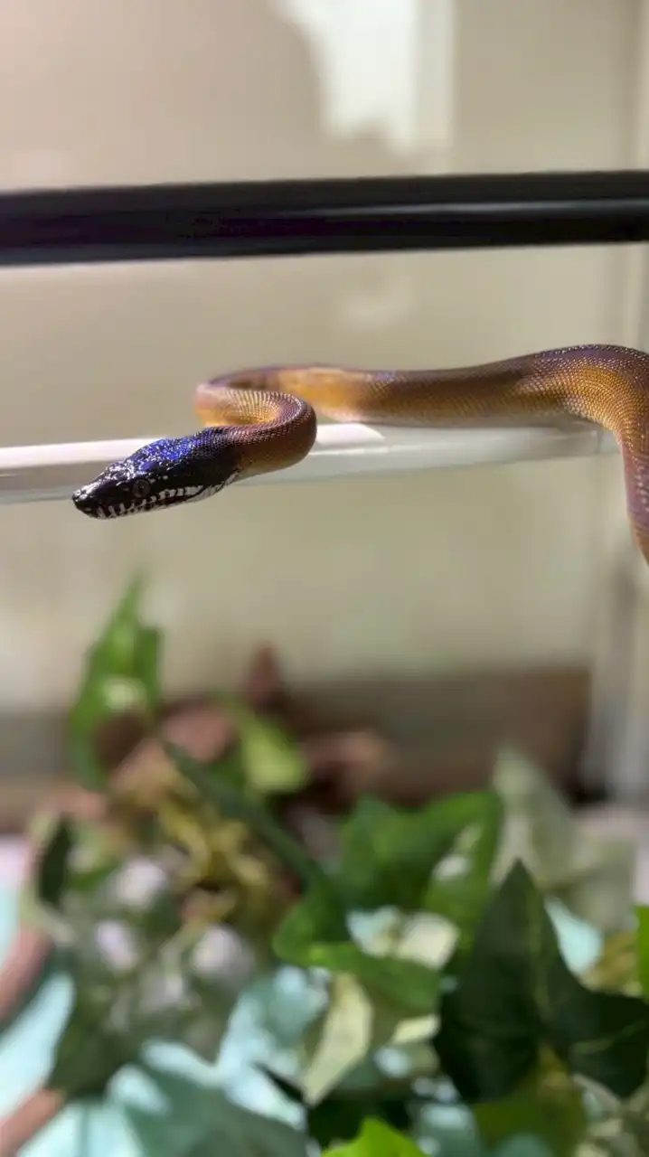 生き物好き