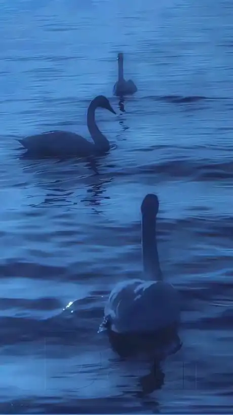 恋々　と　名を　綴る　　︴　　全緩 也 ハント