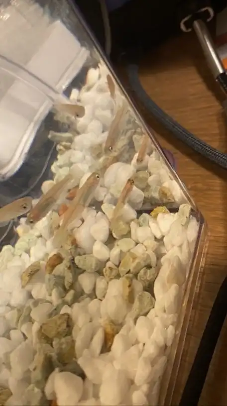 アクアリウム興味しかない人おいでーーー