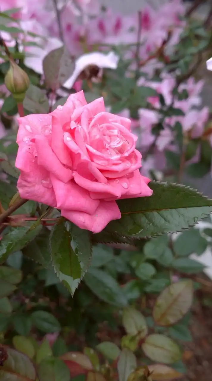 🥭沖縄🍍「蕾🌹✨」大人の結婚を考える会