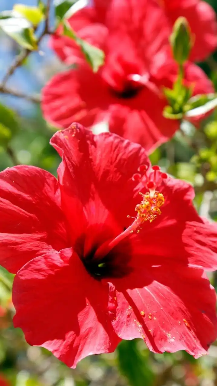 🏝️ リゾート民泊“立ち上げ実践室” 🐚