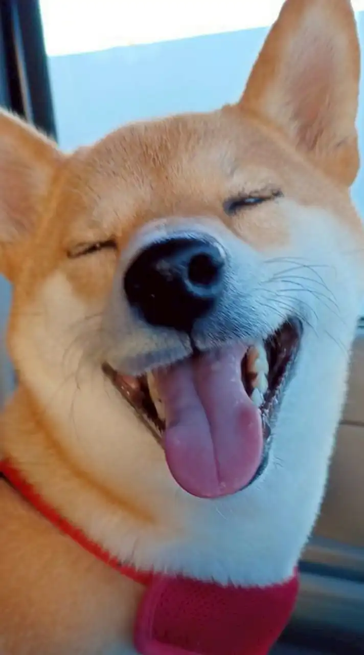 柴犬らら💛らい🧦💛