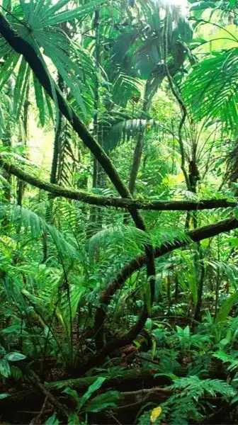 SHEIN＆TEMU＆TikTok Liteジャングル相互