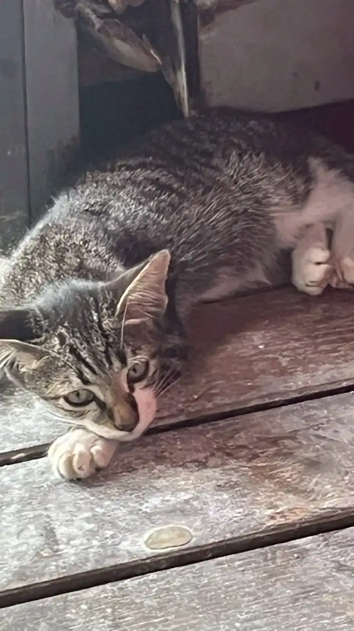 ポーランドボール好き集まれ〜