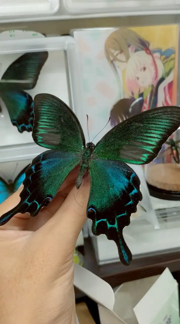NEW！昆虫研究会🦋