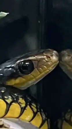 爬虫類飼育者グル