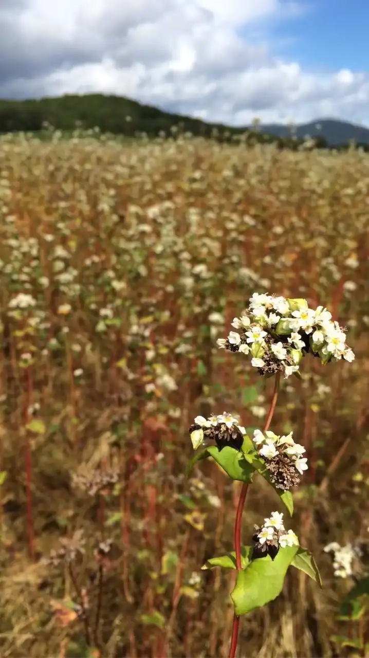 2026年8月出産予定🫶