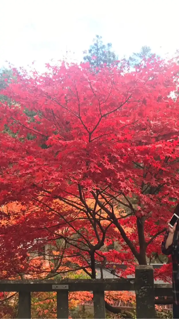 懐かしい邦楽大好き部屋❤️その他(洋楽もＯＫ)