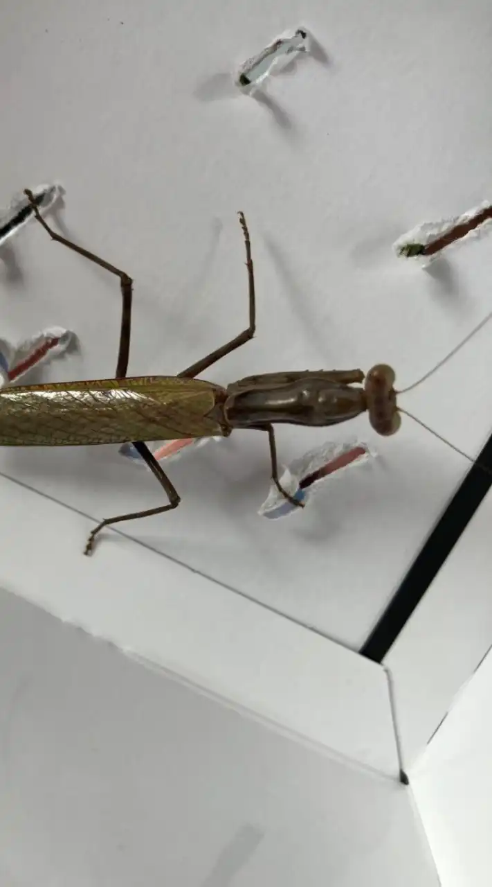 昆虫が大好きな中学生が集まるチーム