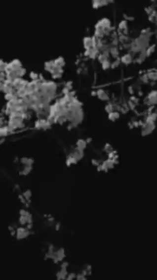  ︎︎運命 ノ 華   。 ︎︎