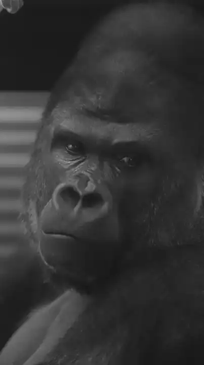 ペニンシュラ。トレード🦍