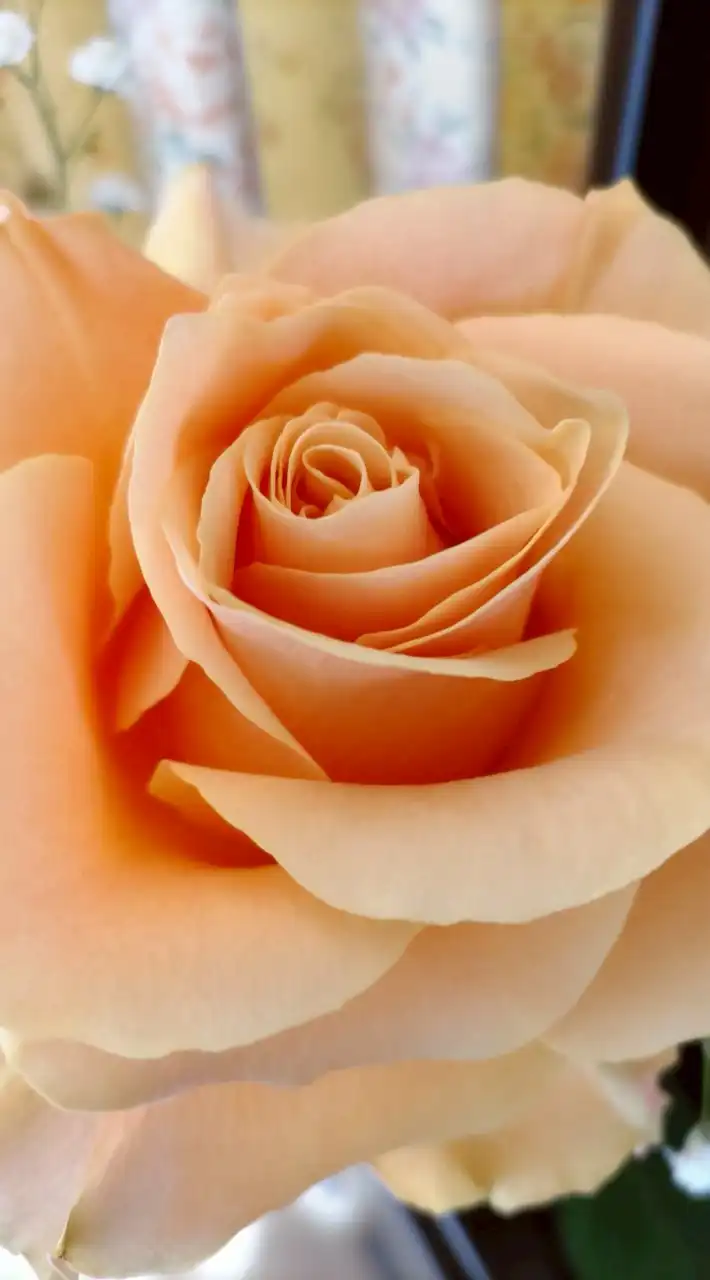 還暦以上シングル部屋