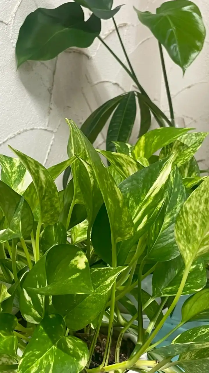 髪・心・身体が喜ぶ美容時間＆学びのオプチャ