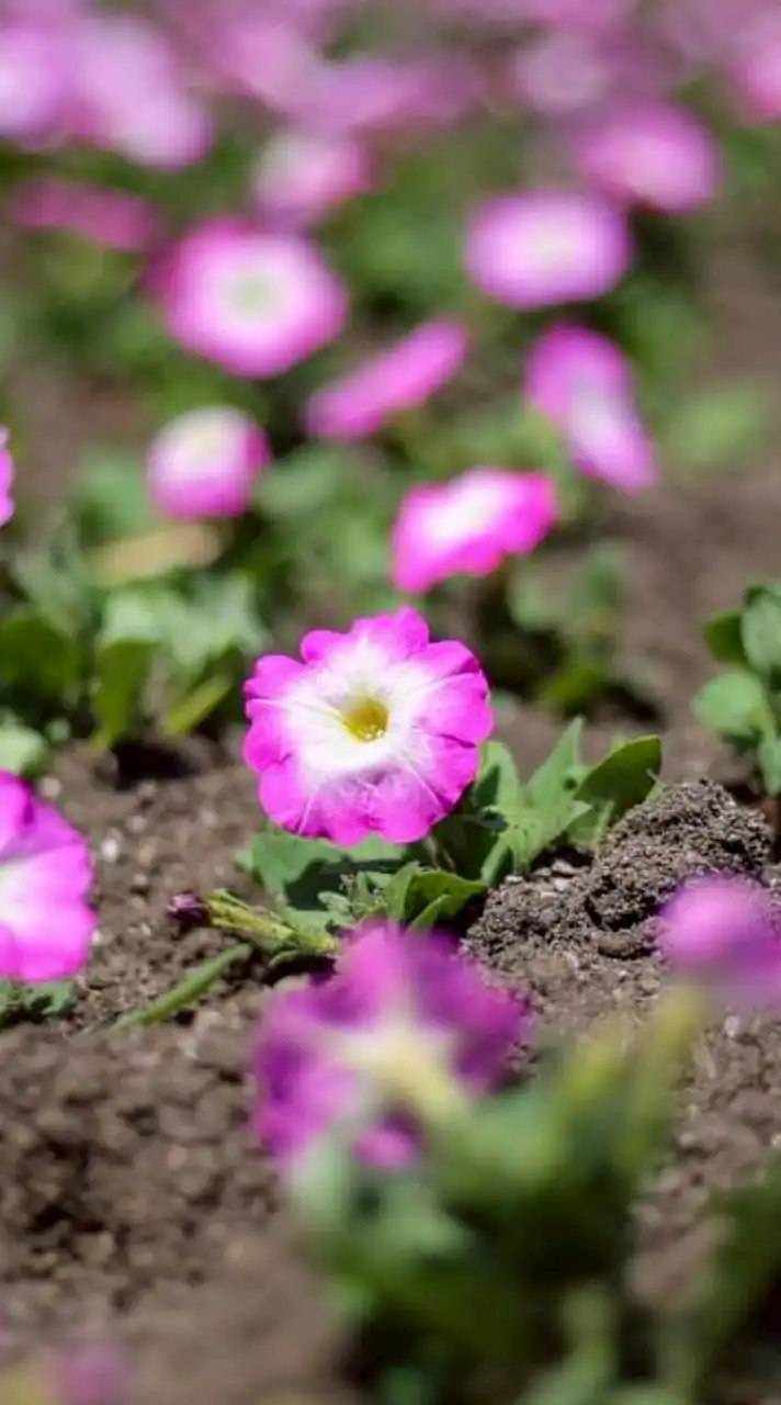 花ロードproject 誰でも参加できます