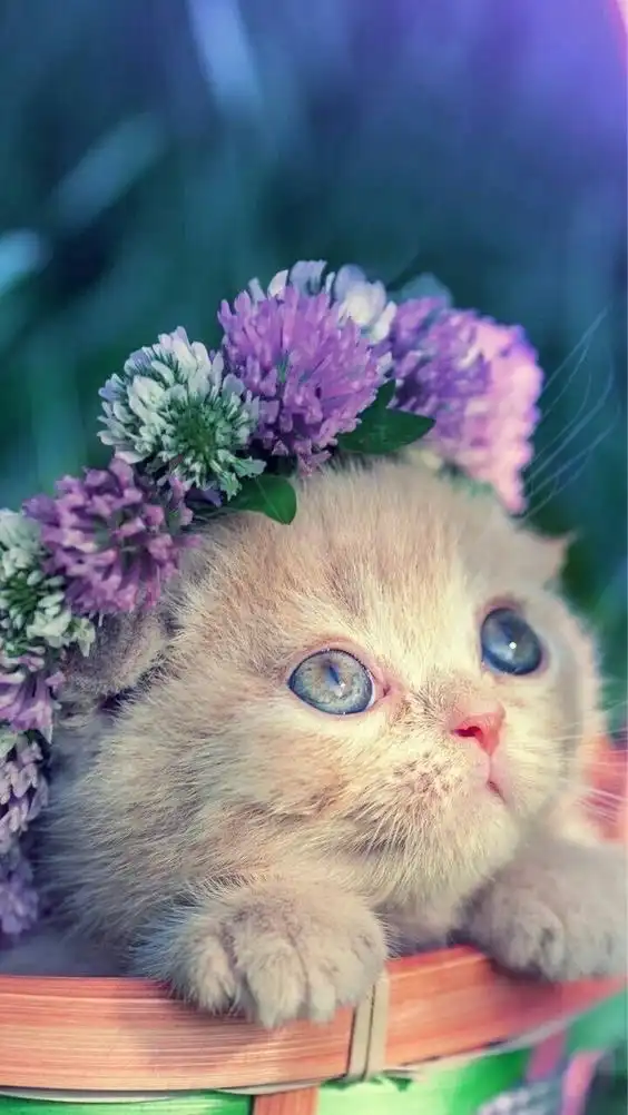 ✨📸写真✨動画✨どんどこどい📸✨